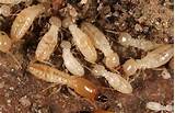 Subterranean Termite Pictures Pictures