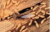 Photos of Social Termites