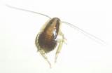Young German Cockroach Images