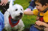 Therapy Dogs International Pictures