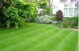 Images of Natural Lawn Care Services