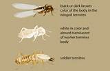 Photos of Termite Killing Chemicals