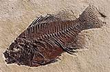Images of Fossil Identification