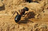 Pictures of How To Get Rid Of Carpenter Ants In The