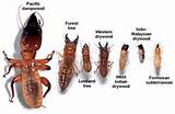 Dedicated Termite Exterminators Pictures