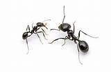 Carpenter Ants Keep Coming Back
