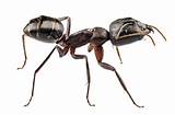 Images of How Big Are Carpenter Ants