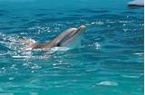 How Much Is It To Swim With Dolphins In Florida
