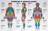 Pictures of Muscle Exercise Chart