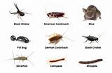 California Pest Identification Images