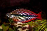 Pictures of Rainbow Fish Images Free