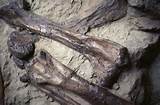 Pictures of Fossils Bones