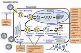 New Treatment For Hbv Images