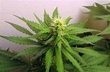 Harvesting Marijuana Plants