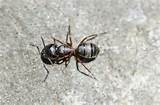 Eradicate Carpenter Ants Images