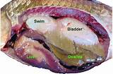 Pictures of Gas Bladder