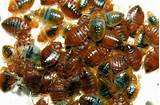 How To Get Rid Of Bed Bugs Using Baking