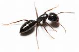 Pictures of Facts About White Ants