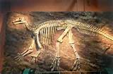 Dinosaur Fossil Information Images