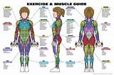 Photos of Muscle Exercise Chart