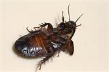 Photos of Cockroach Size