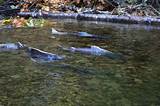 Images of Salmon Fishing In Alaska Tips