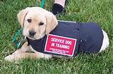 How Can I Have My Dog Be A Service Dog Images