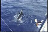 Blue Marlin Fishing Kona Pictures