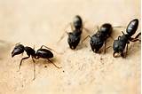 Pictures of Carpenter Ants Hawaii