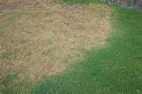 Lawn Care Tallahassee Pictures
