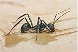 Types Of Wood Eating Ants Photos