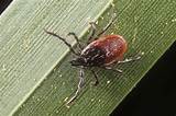 Medical Ticks Images