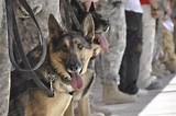 Images of Dogs In The Army