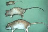 Rat Vs Mice Pictures
