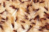 Pictures of Subterranean Termite Control