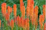 Pictures of Kniphofia Flower