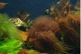 Brown Algae Freshwater Fish Tank
