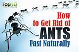 Images of Home Remedies For Outside Ants