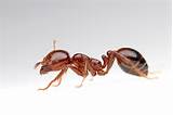 Red Imported Fire Ants Pictures