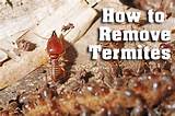 Termite Inspection Perth Wa Photos