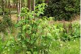 Photos of Japanese Knotweed Building Insurance