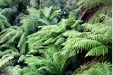 Images of Large Leaf Landscape Plants