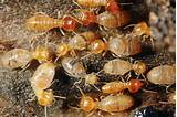 Termite Identification California Pictures