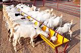 Images of Goat Farms