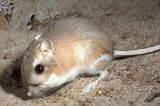 Kangaroo Rat Adaptations Photos