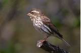 Pictures of House Finch Pics