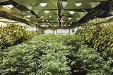 Pictures of Marijuana Warehouse