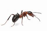 Photos of Carpenter Ants Georgia
