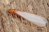 Photos of Swarmers Termites Pictures