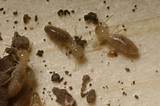 Florida Termite Pictures